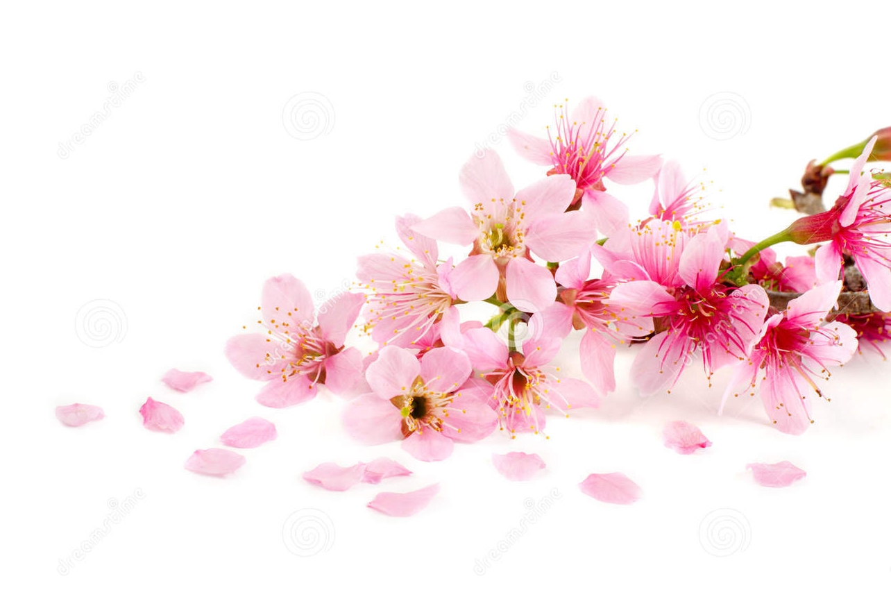 104010287-Cherry-blossom-pink-sakura
