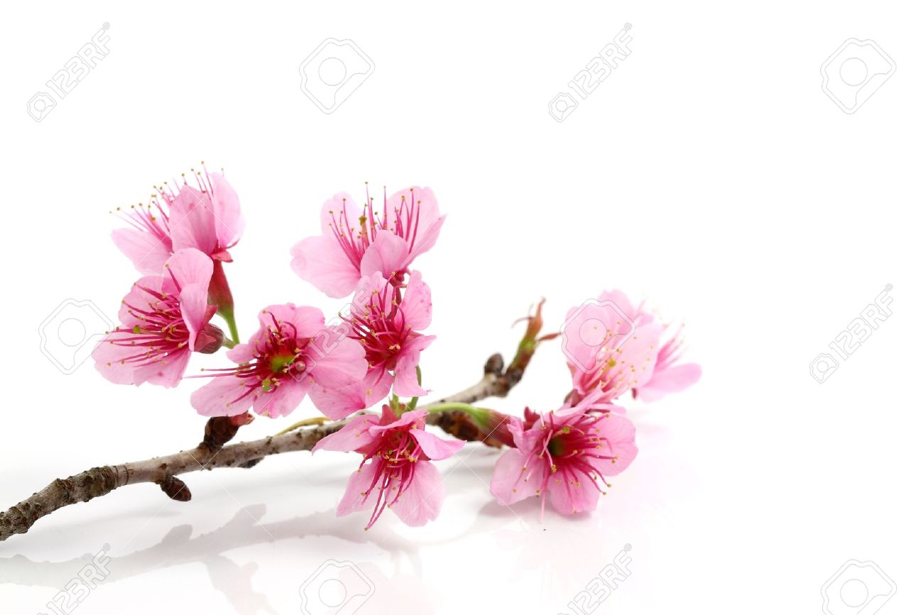 pink-sakura-flower